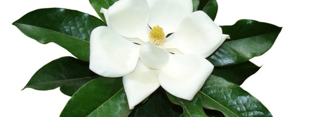 magnolia - Copy